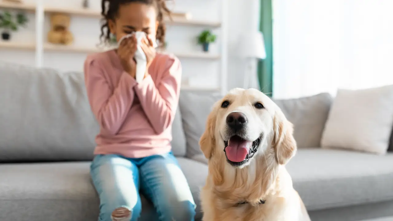 Pet Allergy Concept. Ill black girl sneezing and holding paper napkin, suffering from runny nose and nasal congestion, sitting on couch at home indoors in blurred background, selective focus on dog